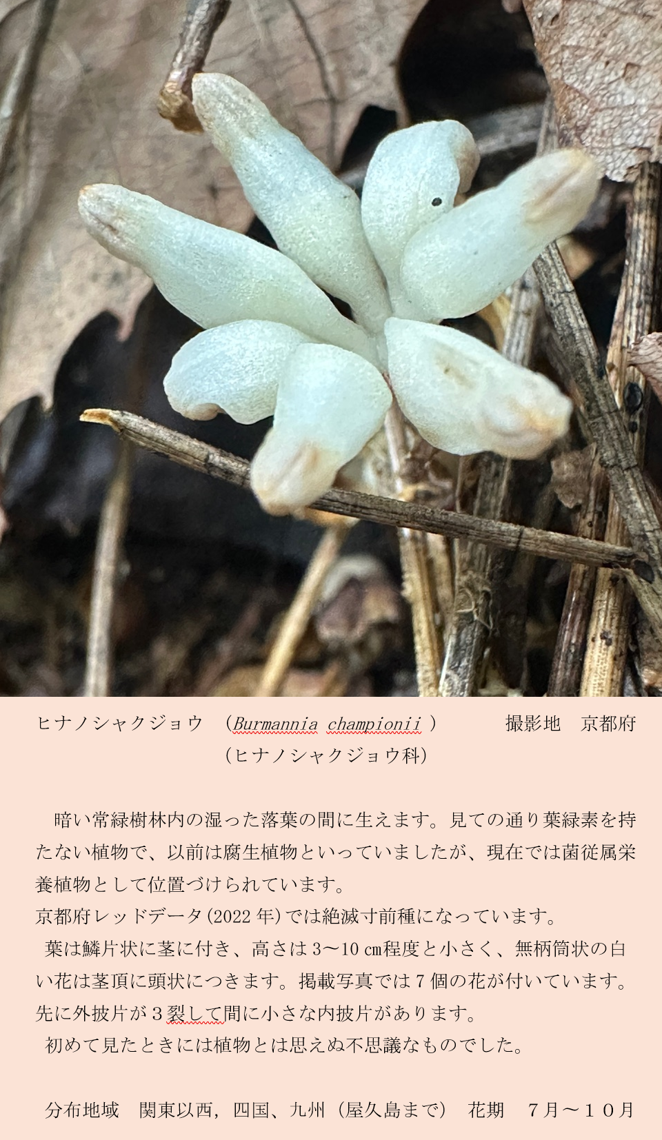 植物写真
